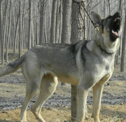 回顾男子收养狼青犬2年后野外遭野狼袭击狼青犬赶来大战野狼