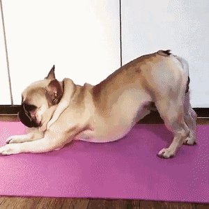 狗狗对你"伸懒腰",其实就是传递这些信号,别不懂