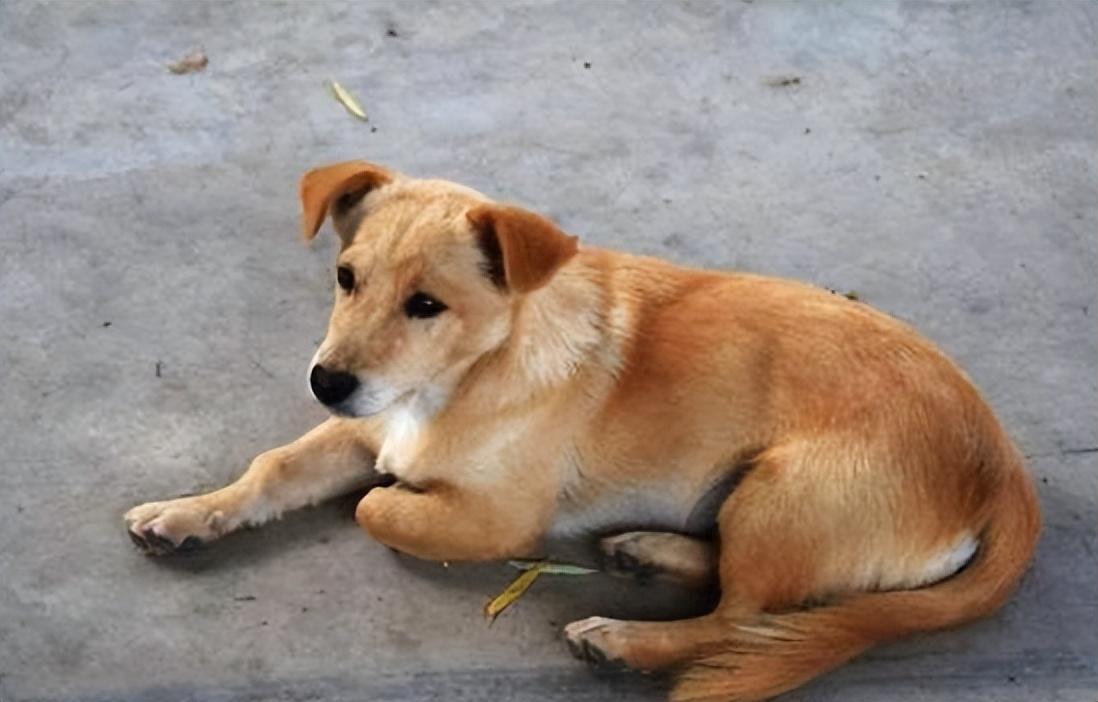 回顾:男子收养中华田园犬,儿子遇到人贩,田园犬赶到咬伤人贩子