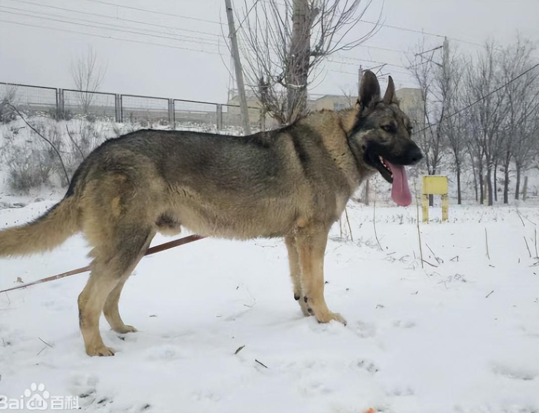 回顾男子养狼青犬幼崽2年后男子遭人殴打狼青犬将其咬伤