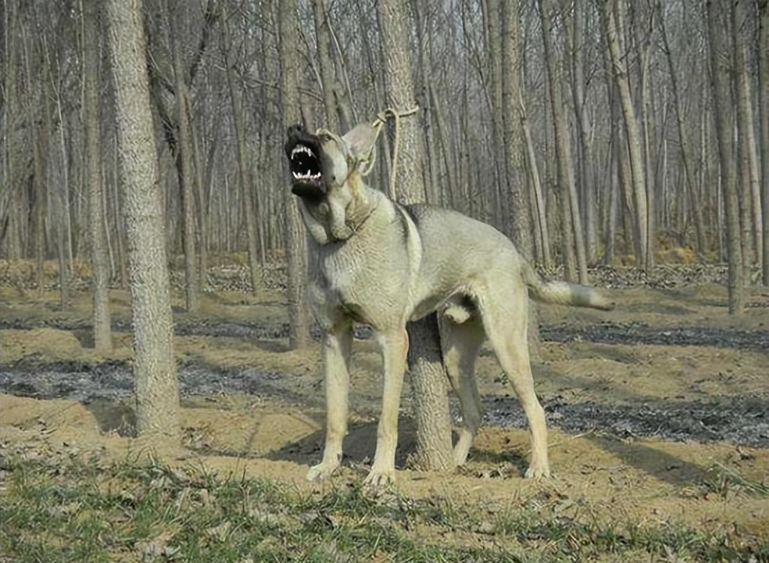 回顾男子养狼青犬幼崽2年后男子遭人殴打狼青犬将其咬伤