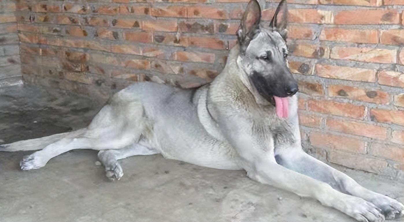 回顾男子养狼青犬幼崽2年后男子遭人殴打狼青犬将其咬伤