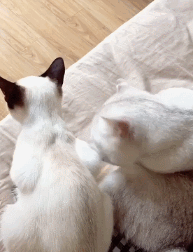 养了暹罗猫最好别让它上床睡觉不然会有这些后果