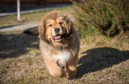 回顾男子养藏獒幼犬2年后妻子遭醉汉欺负藏獒护主将其咬伤