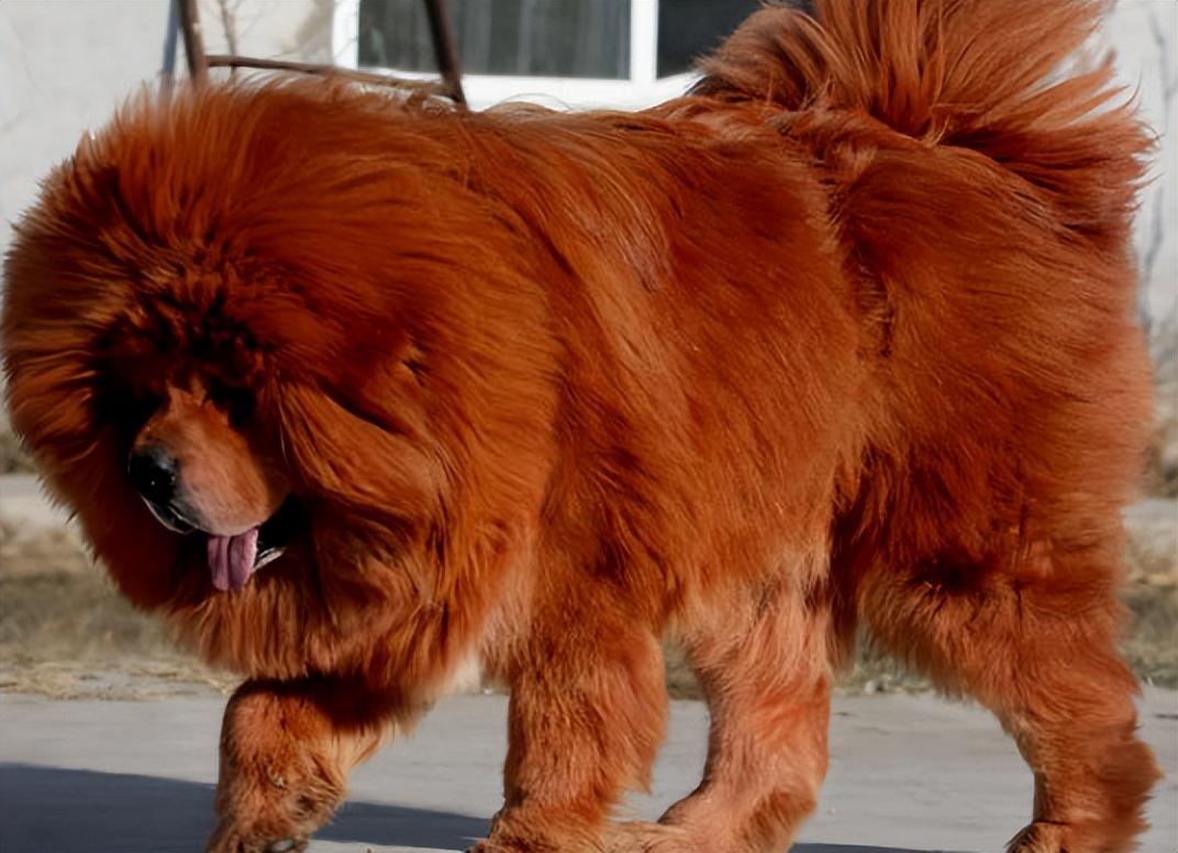 回顾男子养藏獒幼犬2年后妻子遭醉汉欺负藏獒护主将其咬伤