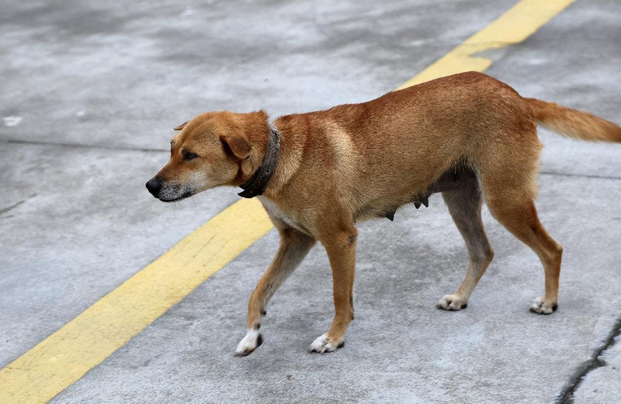 秋天的一个早上,河北某个小区,二十八岁的杨杰早早就起来了,他蹑手蹑
