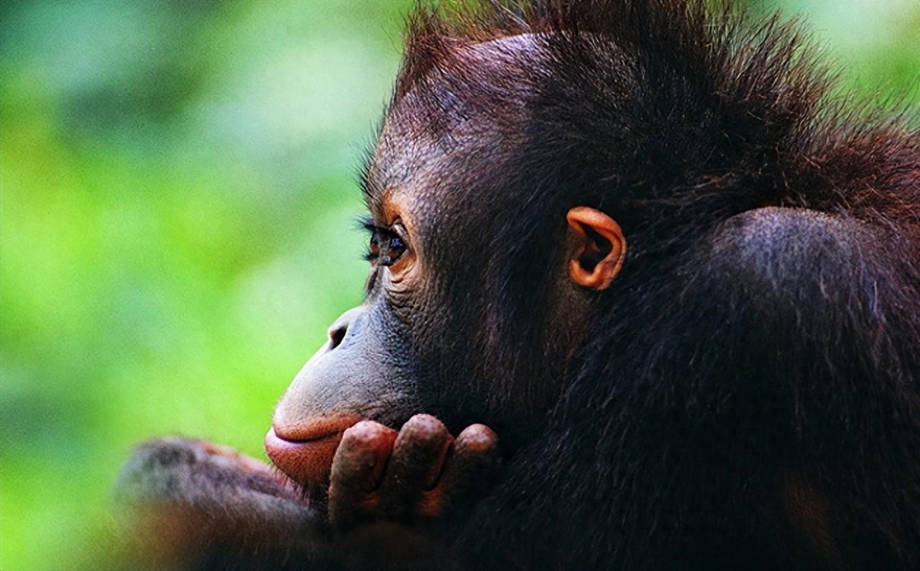 黑色大猩猩伸手表情包图片