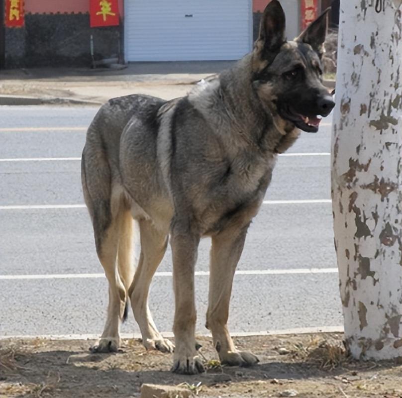 回顾男子收养狼青犬2年后野外遭野狼袭击狼青犬赶来大战野狼