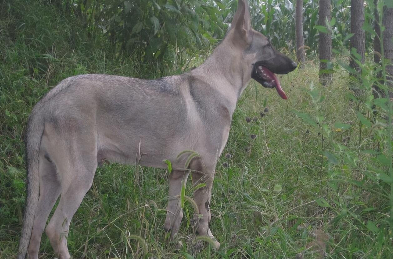 回顾男子收养狼青犬2年后野外遭野狼袭击狼青犬赶来大战野狼