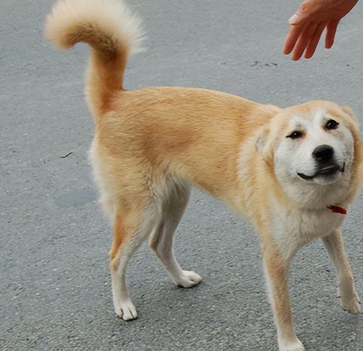 回顾男子收养中华田园犬儿子遇到人贩田园犬赶到咬伤人贩子