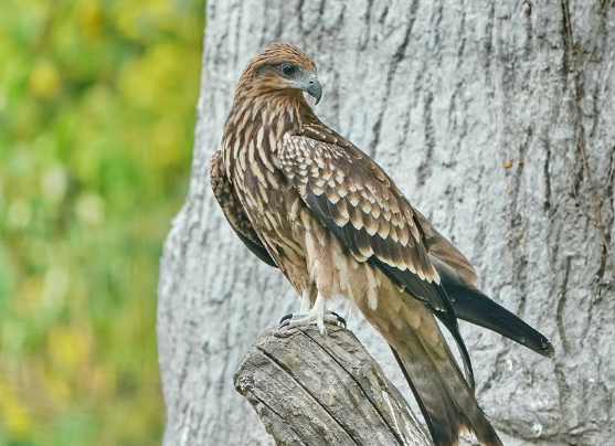 回顾:男孩收养老鹰幼雏,1年后遭恶犬攻击,老鹰赶来将其啄伤
