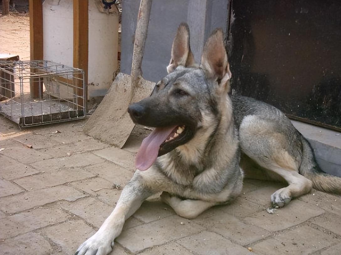 回顾男子收养狼青犬2年后野外遭野狼袭击狼青犬赶来大战野狼