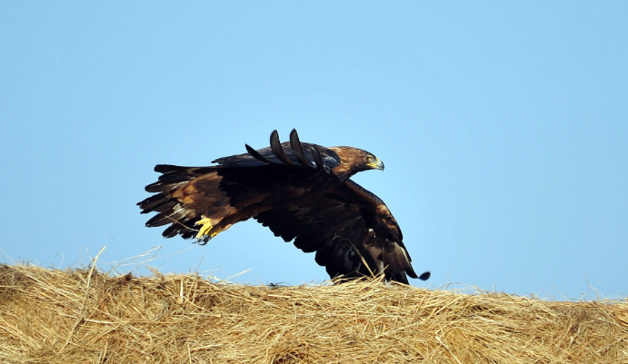 回顾牧民救金雕幼雏3年后孩子遭野狼袭击金雕赶来救下孩子