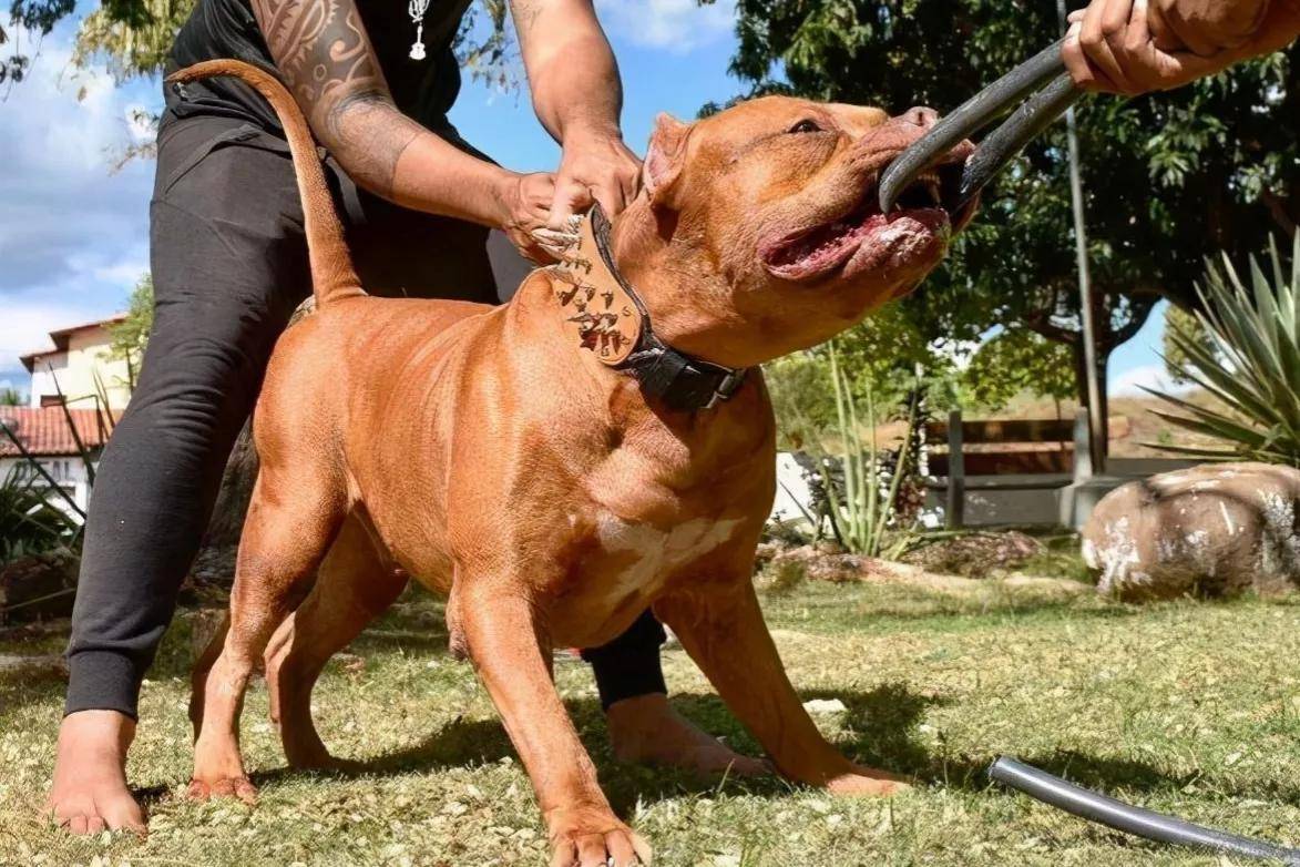 比特犬图片凶残图片