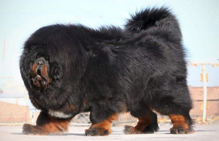 回顾男子养藏獒幼犬2年后妻子遭醉汉欺负藏獒护主将其咬伤