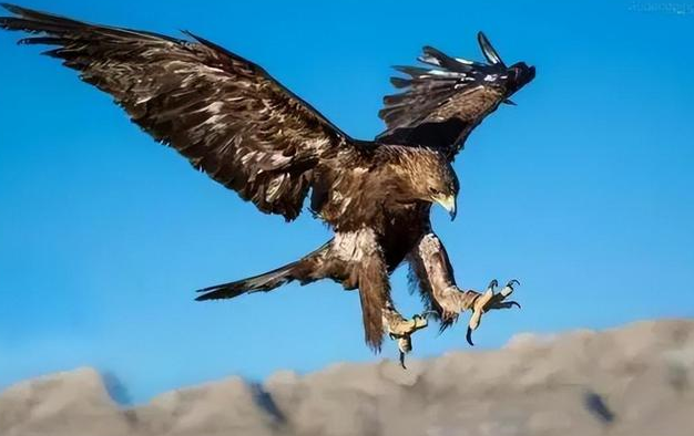 回顾牧民救金雕幼雏3年后孩子遭野狼袭击金雕赶来救下孩子