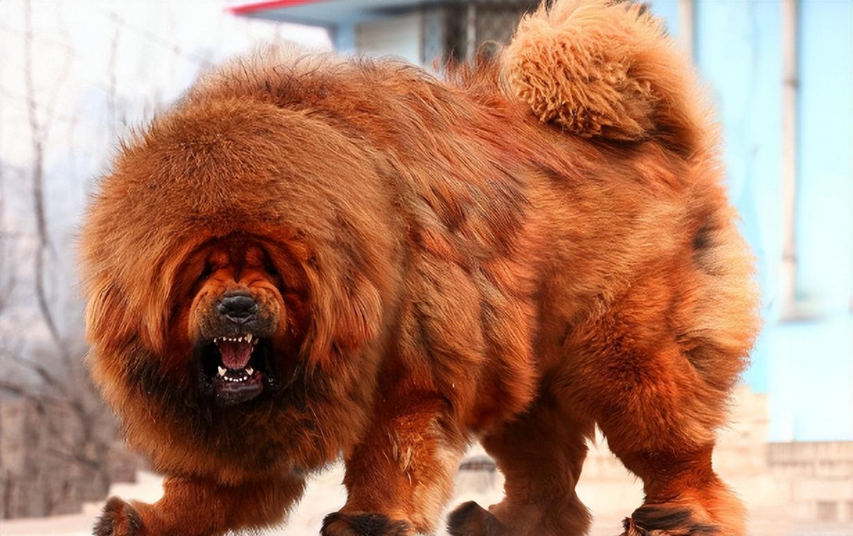 回顾男子养藏獒幼犬2年后妻子遭醉汉欺负藏獒护主将其咬伤