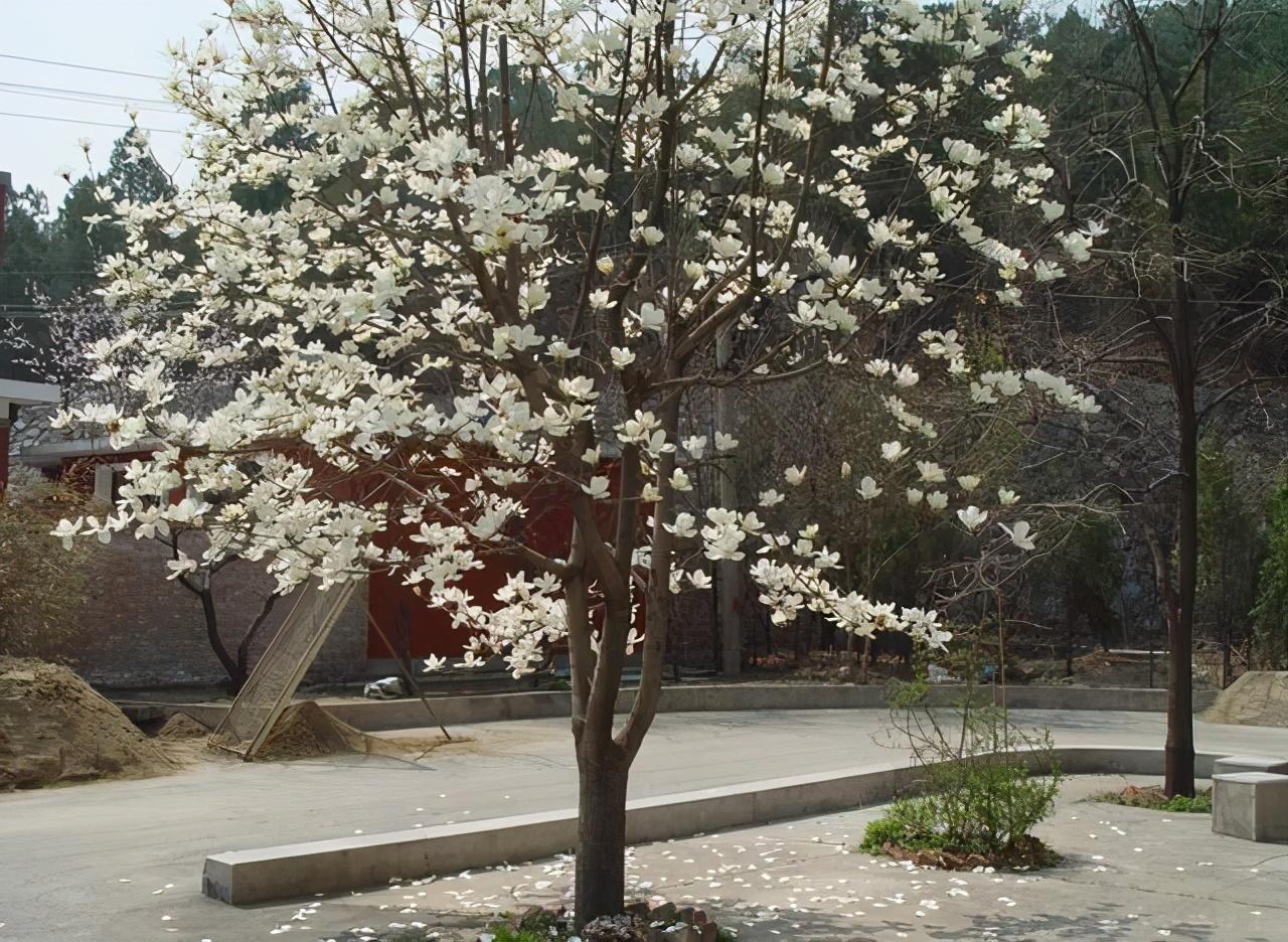 许世友下令去街头拉粪首长夫人掩鼻路过怒斥你以为你多干净