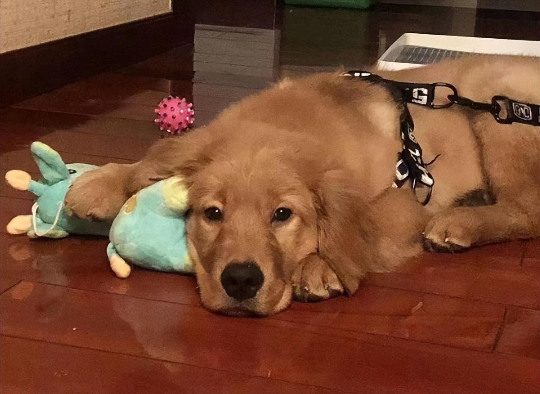 回顾男子救生病金毛1年后儿子遭恶犬袭击金毛护主将恶犬咬死