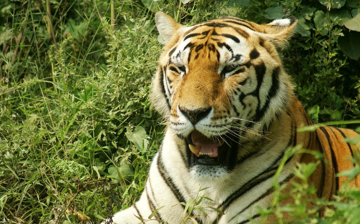 回顾老人收养东北虎幼崽3年后遭施工队强行拆房东北虎相助