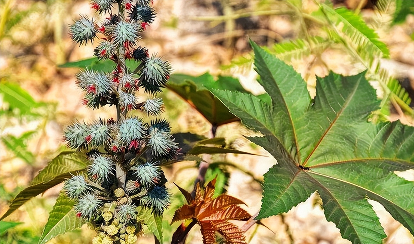 蓖麻毒 baijiahao.baidu.com