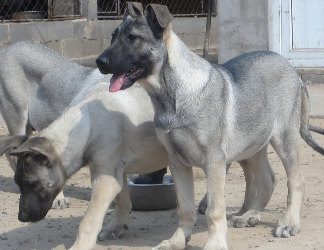 回顾男子收养狼青犬2年后野外遭野狼袭击狼青犬赶来大战野狼