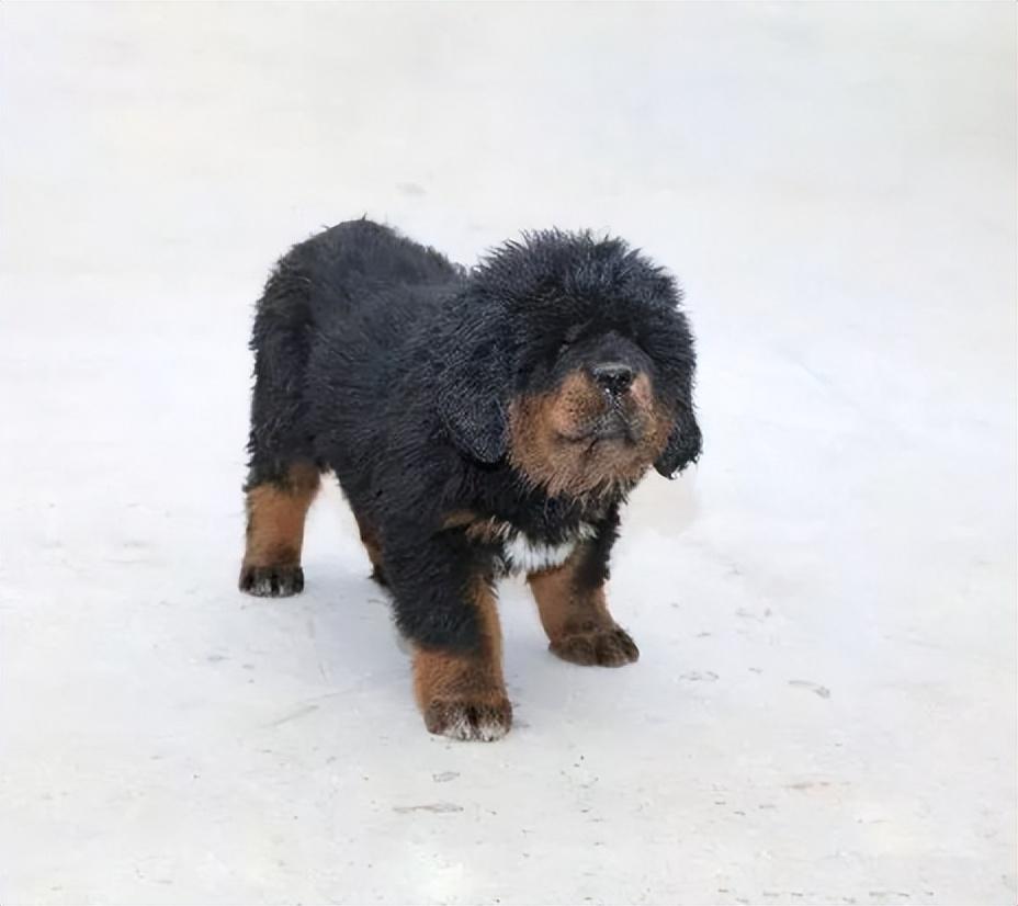 回顾 男子养藏獒幼犬