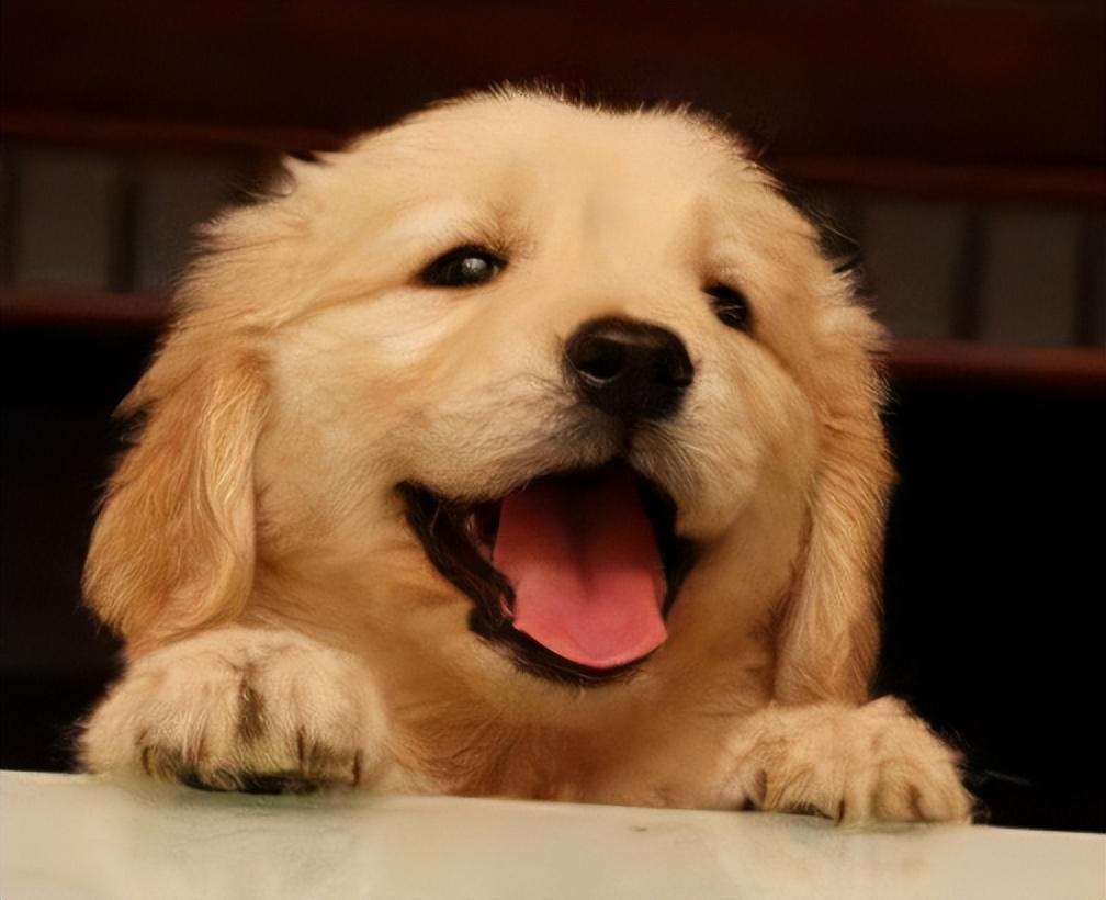 回顾男子救生病金毛1年后儿子遭恶犬袭击金毛护主将恶犬咬死