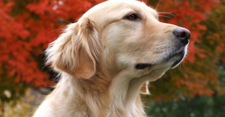 回顾男子救生病金毛1年后儿子遭恶犬袭击金毛护主将恶犬咬死