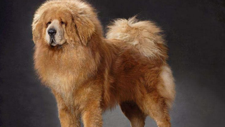 回顾牧民救难产野獒1年后妻儿遭狼群伤害野獒群赶来大战狼群