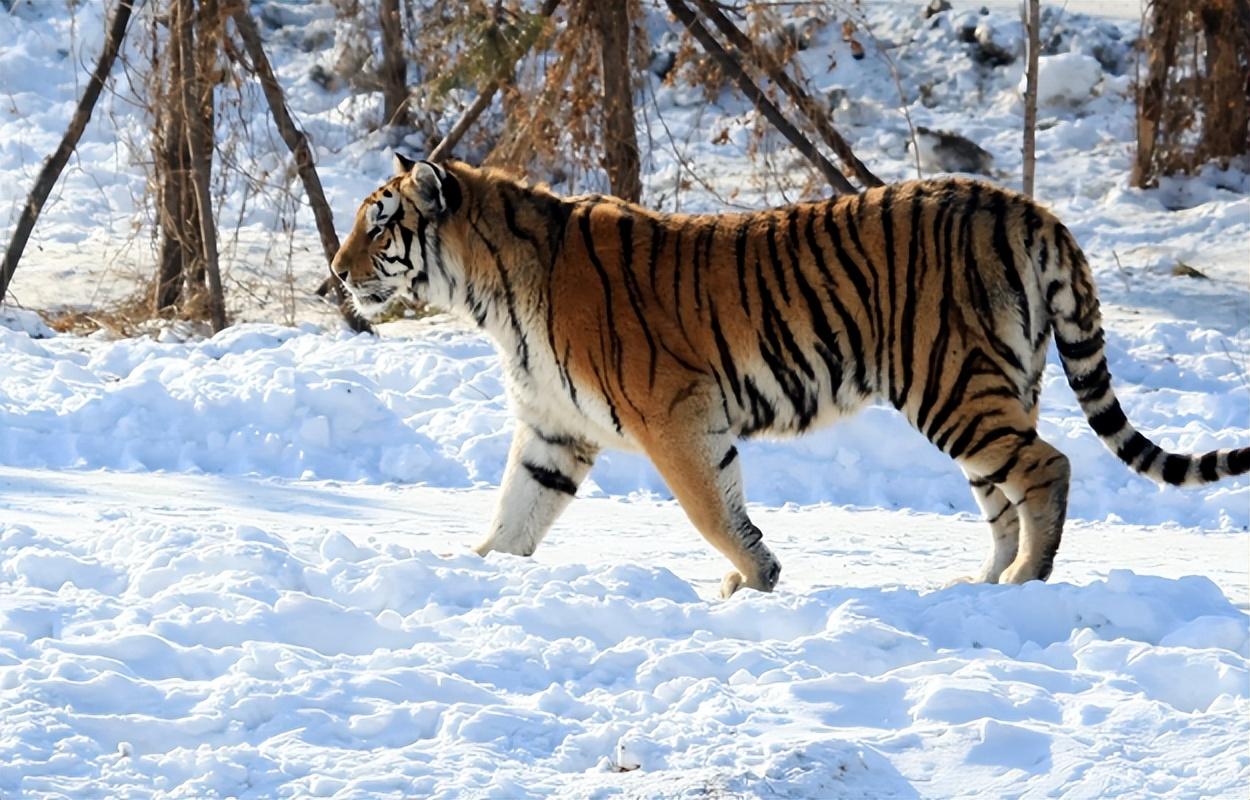 回顾男子收养东北虎幼崽6年后打猎遭棕熊袭击老虎大战棕熊