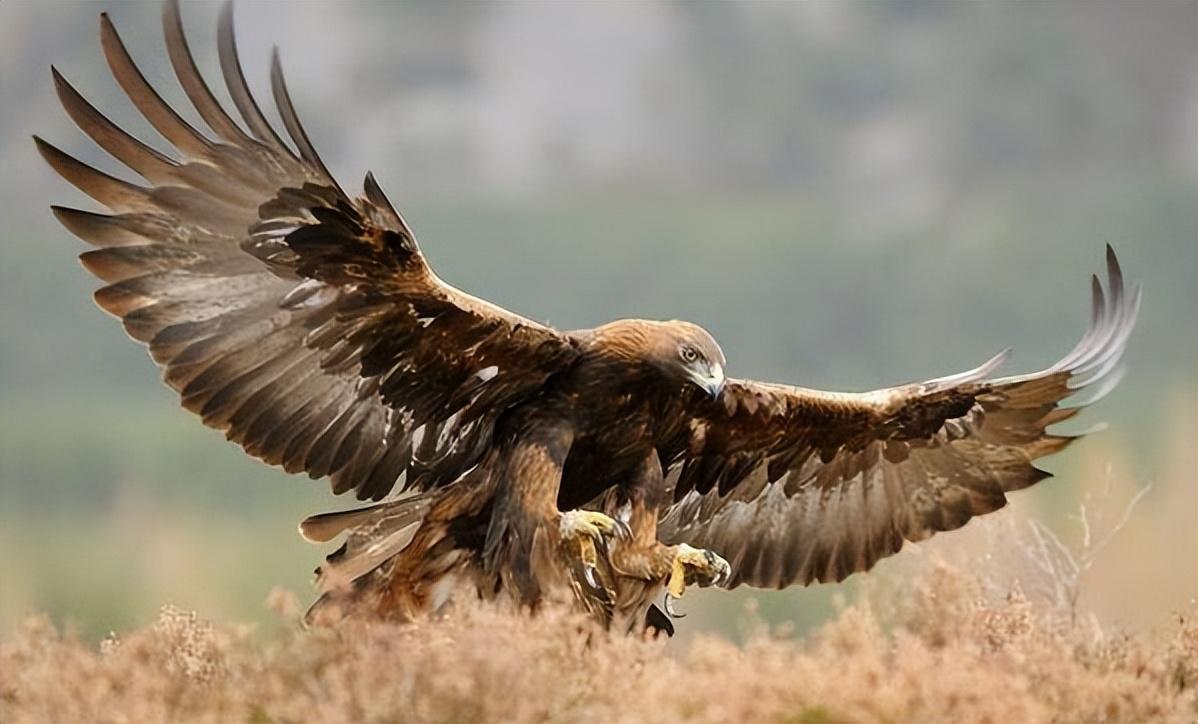 充满生机勃勃的景象,而此时正是放牧的好时候,一眼望去是数不清的牛羊
