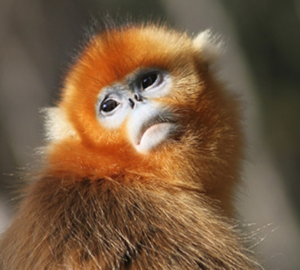 回顾男子收养金丝猴幼崽1年后遭大妈打金丝猴护主将大妈抓伤