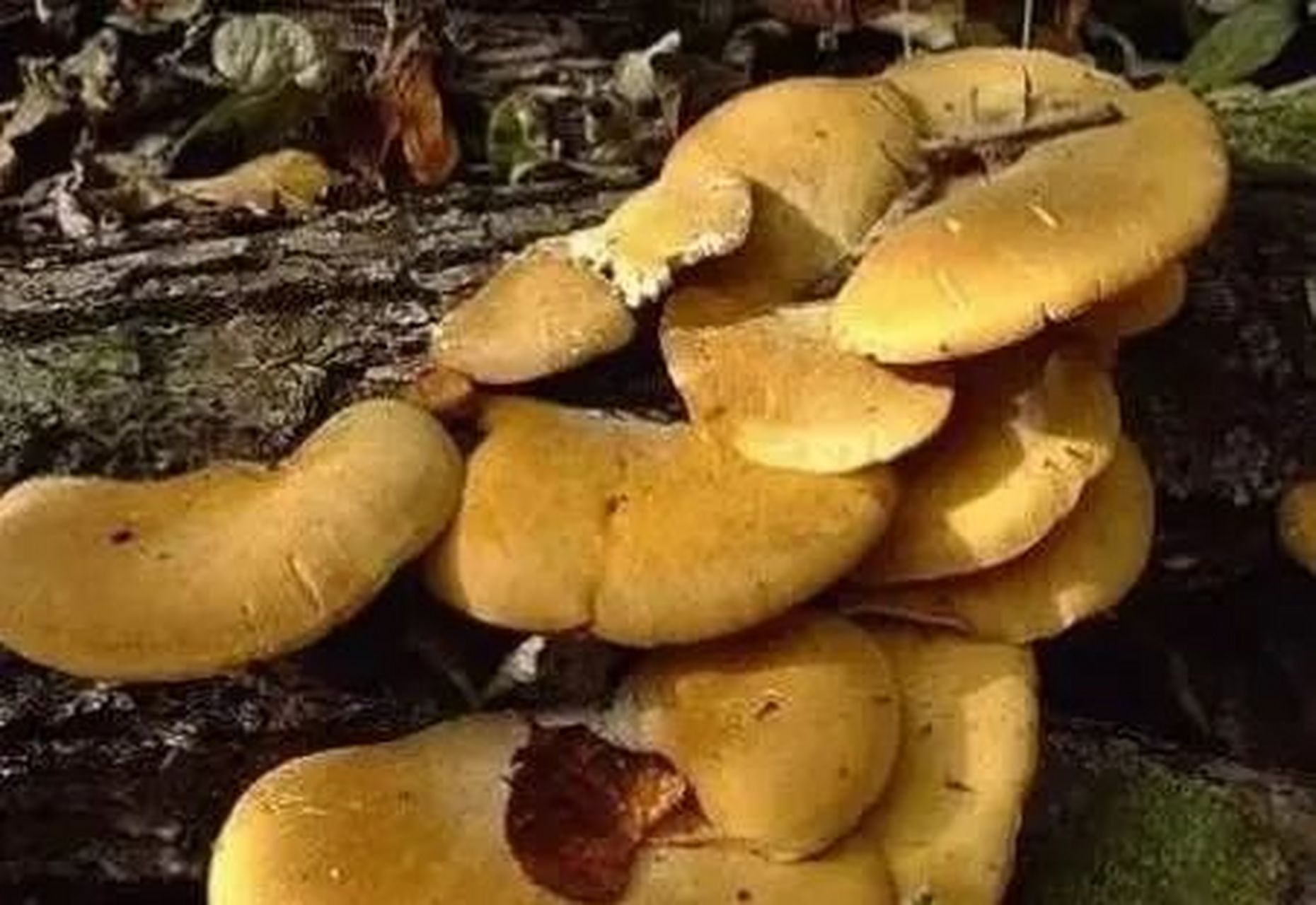 是长白山地区著名的野生食用菌.