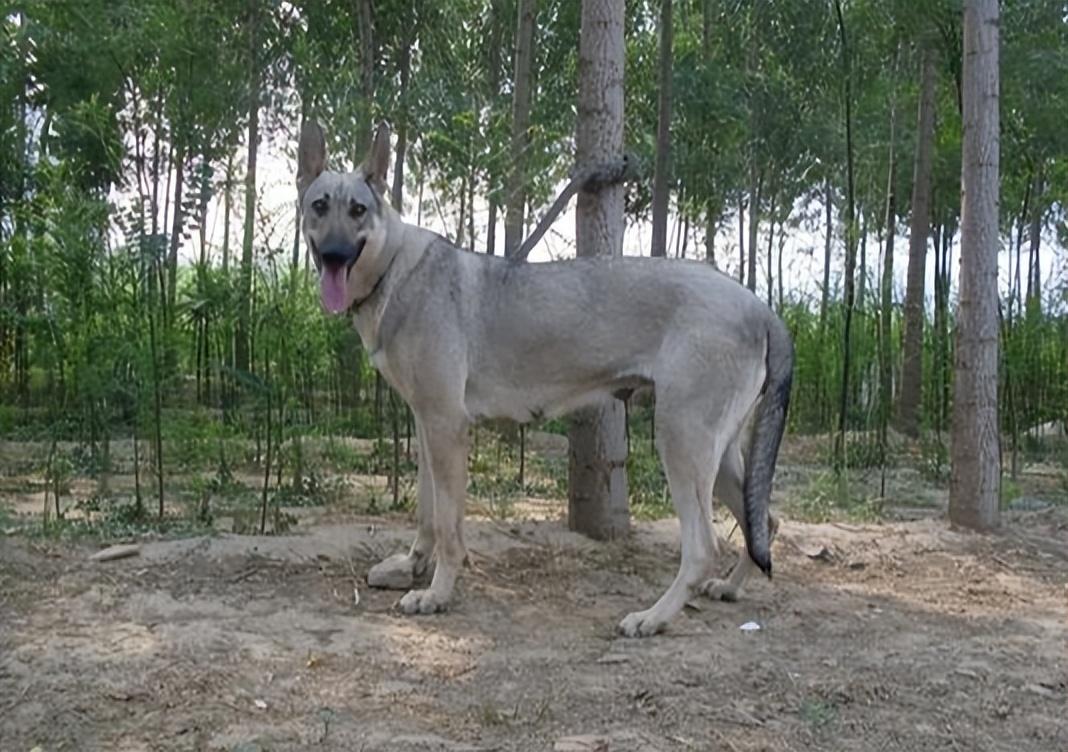 东德狼青犬图片