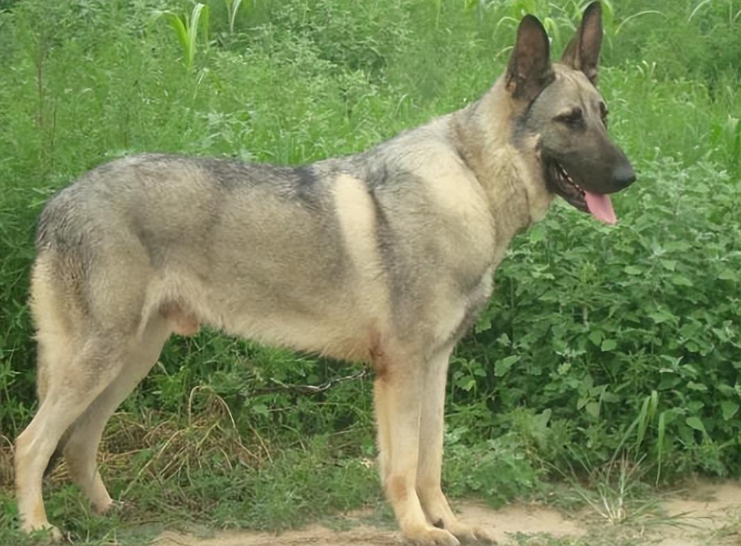 回顾男子收养狼青犬2年后野外遭野狼袭击狼青犬赶来大战野狼