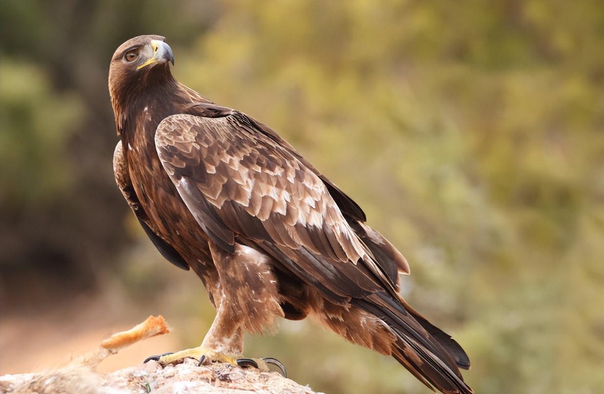 回顾环卫工养金雕幼雏2年后工作时遭人欺负金雕将其抓伤