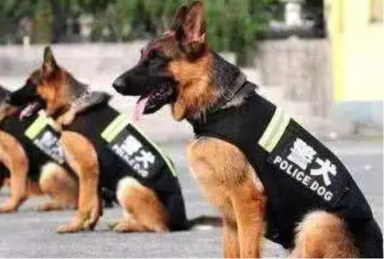 09年黑龙江野狼湖闯进一警犬整日蹭吃蹭喝狼主人来相亲的