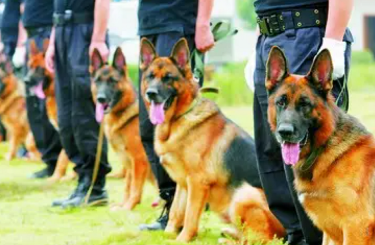 09年黑龙江野狼湖闯进一警犬整日蹭吃蹭喝狼主人来相亲的