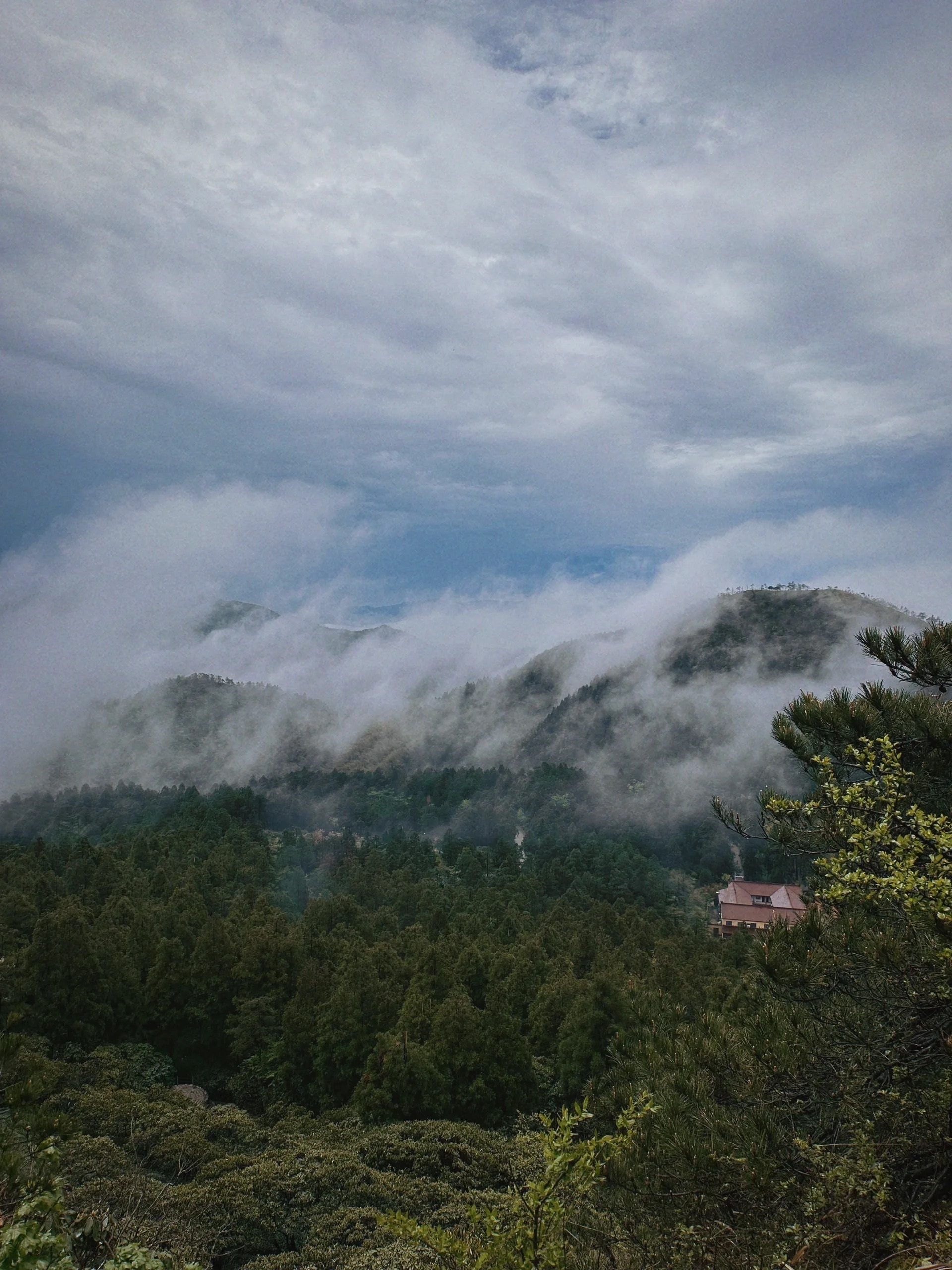 天台华顶山森林公园图片