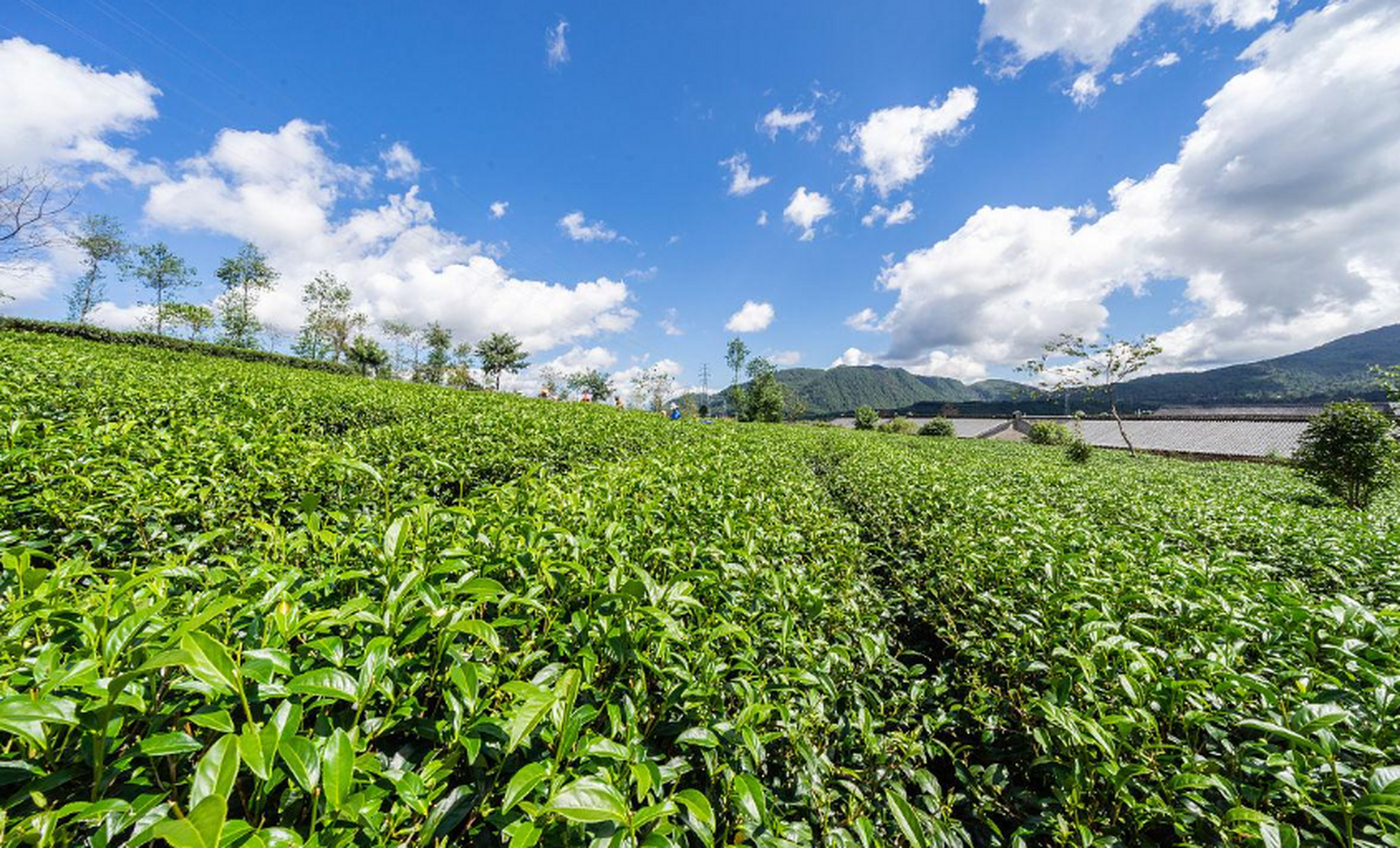 腾冲高山乌龙茶景区集自然美景和茶文化于一体,拥有四季花开的茶园和