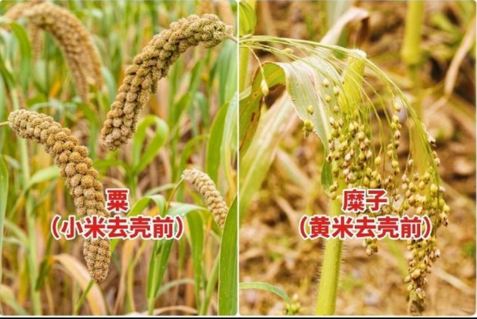 谷子和黍子是中国重要的粮食作物,具有不同的种植环境,生长周期,营养