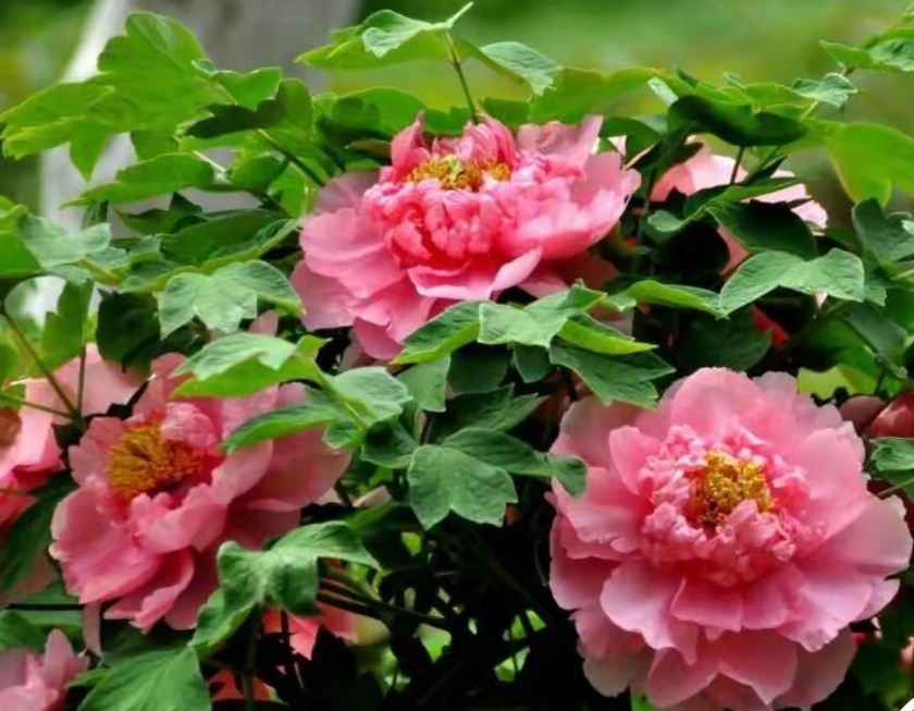 牡丹盛开花如海,国色天香美如仙