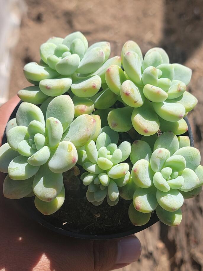 [鲜花]  多肉劳尔是景天科植物,原产于墨西哥,耐干旱.