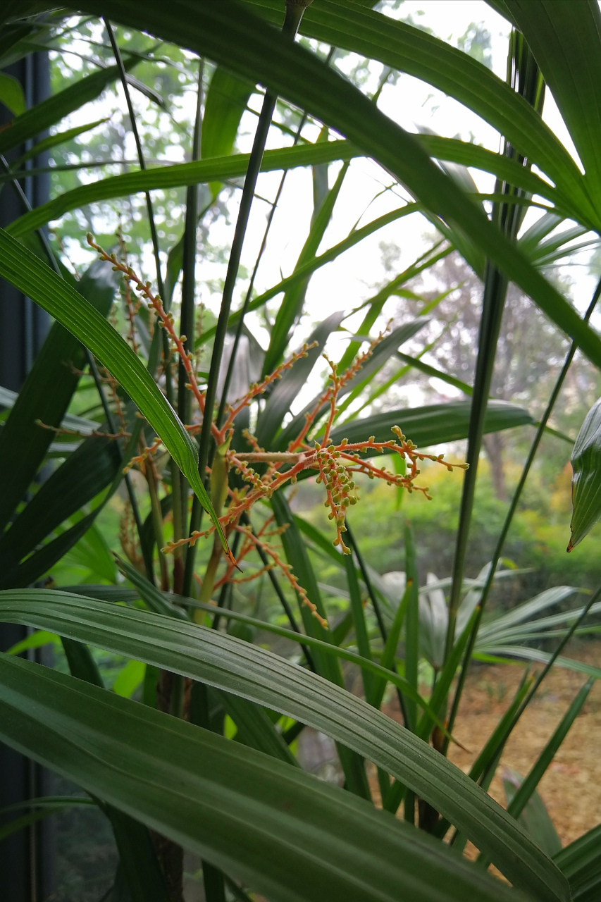 家里的观音竹开花喽[祈福][祈福][祈福]犹如优昙钵华,十分难得一见!
