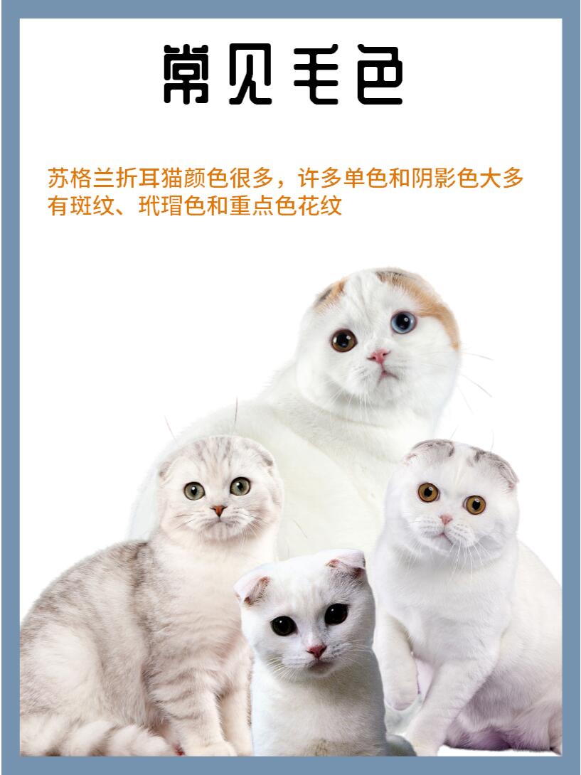 1分钟认识1只猫苏格兰折耳猫#宠物