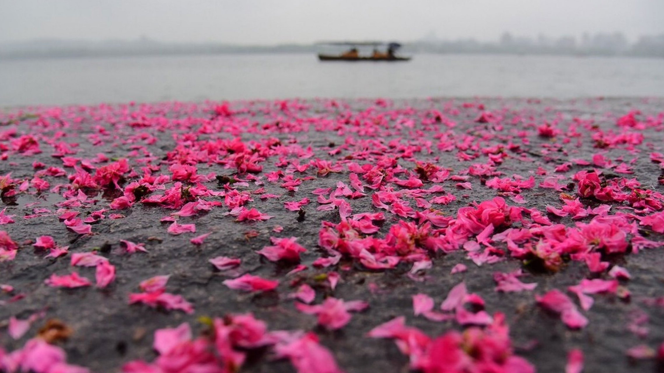 带雨滴的桃花图片图片