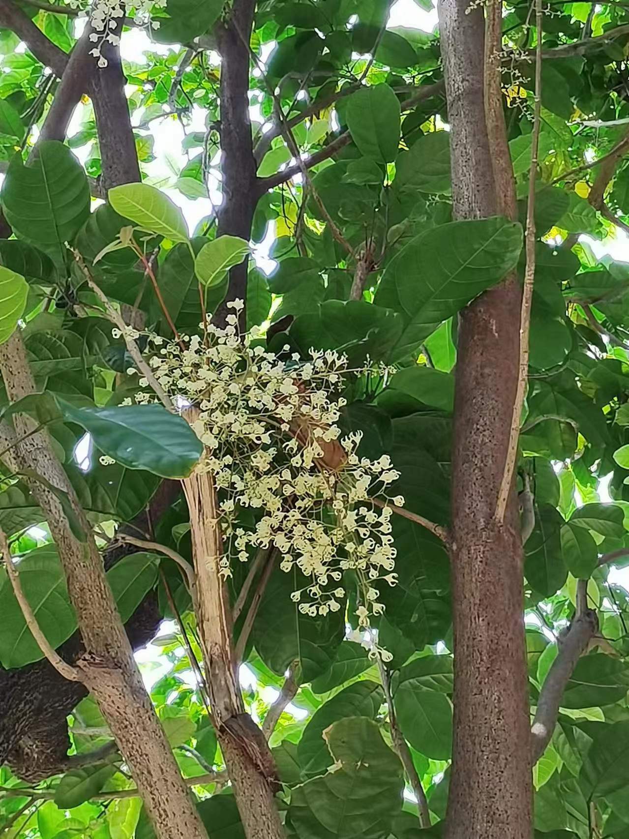 富贵子开花了,正是花开富贵. 今.@六十从心的动态