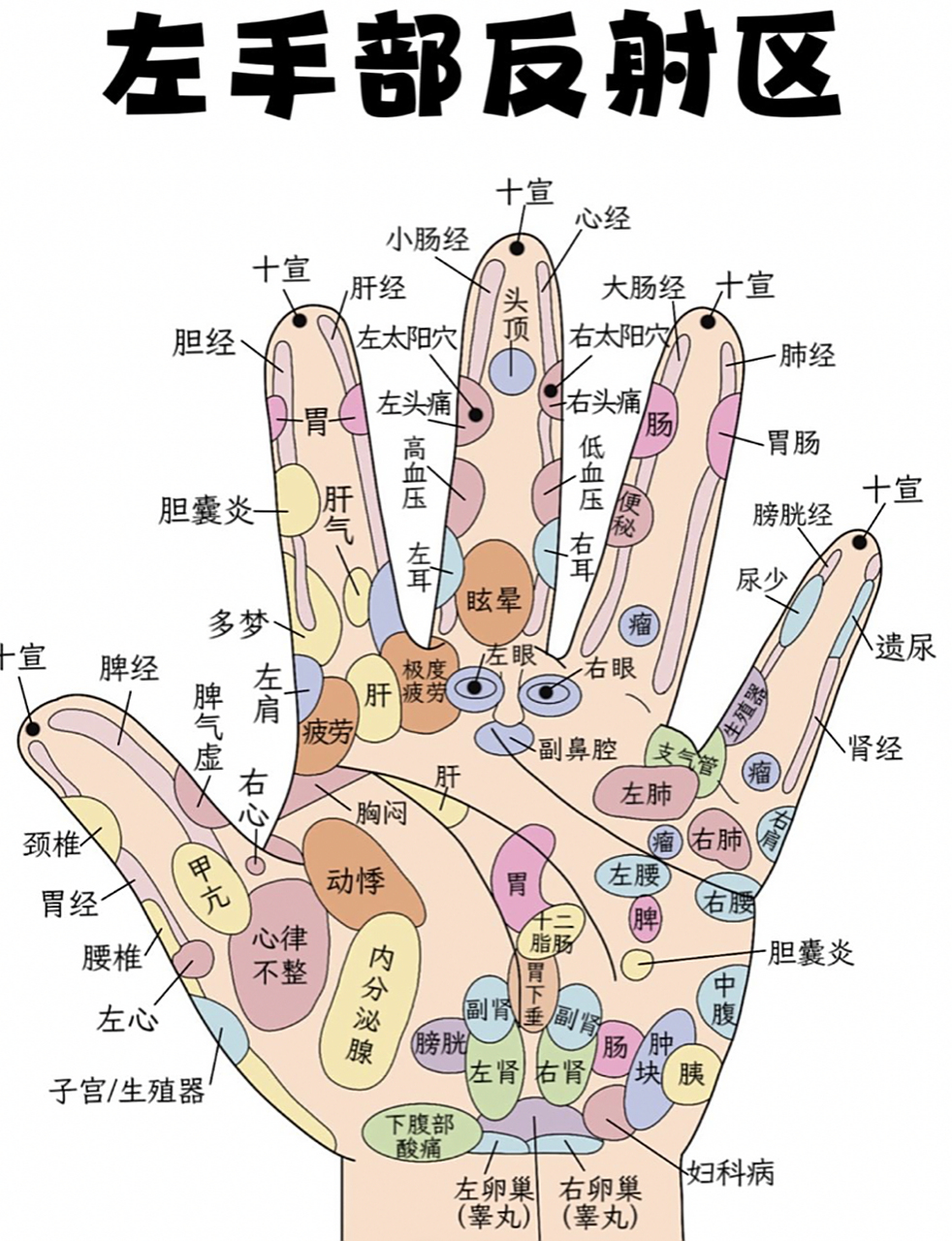 手部反射区-左手 快来学习啦!