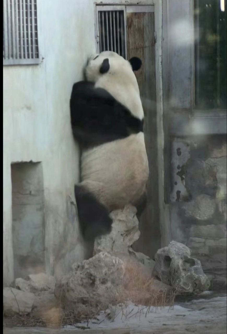 么么儿自闭了,自己面壁思过ing,就是不知道屁股蹲痛不痛[暗中观察][暗